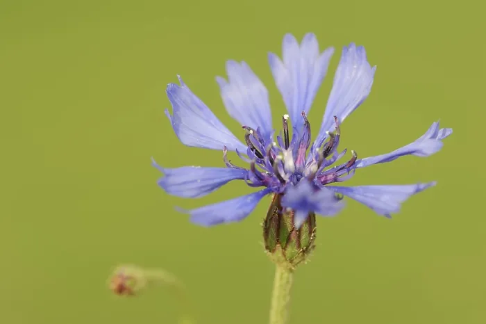 Gerahmter Druck : Kornblume (Centaurea cyanus), Blüte. Gerahmter Druck : Kornblume (Centaurea cyanus), Blüte.