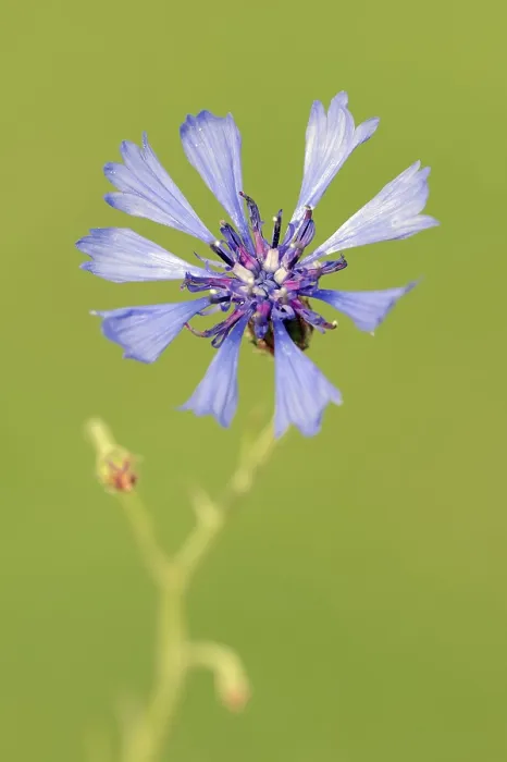 Gerahmter Druck : Kornblume (Centaurea cyanus), Blüte. Gerahmter Druck : Kornblume (Centaurea cyanus), Blüte.