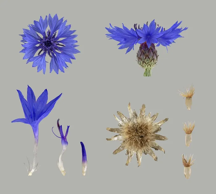 Gerahmter Druck : Kornblume (Centaurea cyanus), Blüte. Gerahmter Druck : Kornblume (Centaurea cyanus), Blüte.
