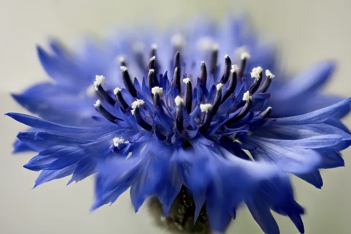 Gerahmter Druck : Kornblume, Centaurea cyanus, Blütenstand.