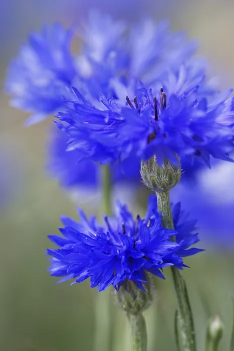 Gerahmter Druck : Kornblume (Centaurea cyanus), Kempen Gerahmter Druck : Kornblume (Centaurea cyanus), Kempen