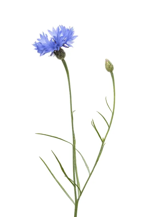 Gerahmter Druck : Kornblume (Centaurea cyanus), Pflanze. Gerahmter Druck : Kornblume (Centaurea cyanus), Pflanze.