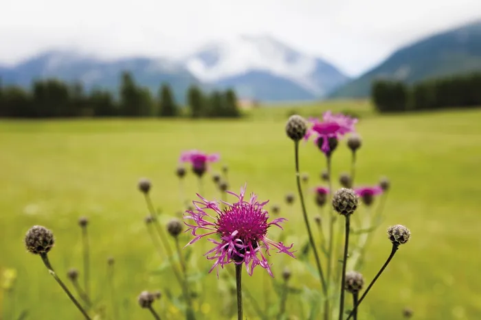 Gerahmter Druck : Kornblume oder Blauer Käfer (Centaurea cyanus) Gerahmter Druck : Kornblume oder Blauer Käfer (Centaurea cyanus)
