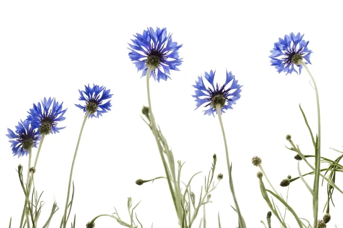 Gerahmter Druck : Kornblumen (Centaurea cyanus) Gerahmter Druck : Kornblumen (Centaurea cyanus)