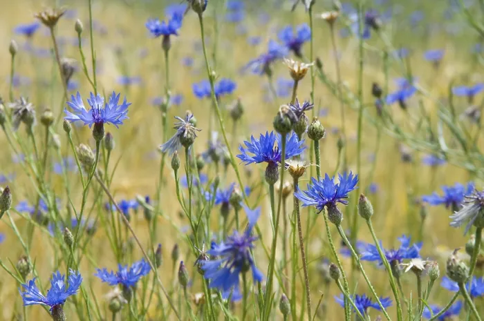 Gerahmter Druck : Kornblumen (Centaurea cyanus) Gerahmter Druck : Kornblumen (Centaurea cyanus)