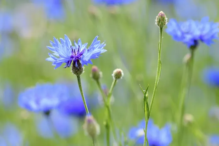 Gerahmter Druck : Kornblumen (Centaurea cyanus) Gerahmter Druck : Kornblumen (Centaurea cyanus)