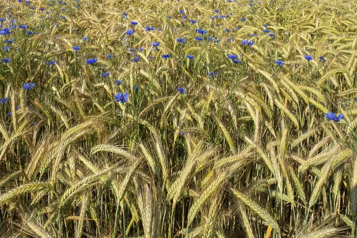Gerahmter Druck : Kornblumen (Centaurea cyanus) in einem Getreidefeld. Gerahmter Druck : Kornblumen (Centaurea cyanus) in einem Getreidefeld.