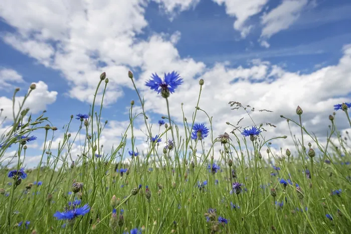 Gerahmter Druck : Kornblumen (Centaurea cyanus) in einem Wiesengrund. Gerahmter Druck : Kornblumen (Centaurea cyanus) in einem Wiesengrund.