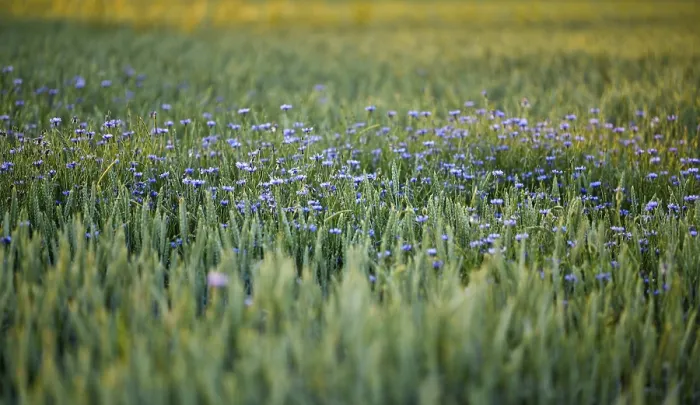 Gerahmter Druck : Kornblumen (Centaurea cyanus) in Weizenfeld. Gerahmter Druck : Kornblumen (Centaurea cyanus) in Weizenfeld.