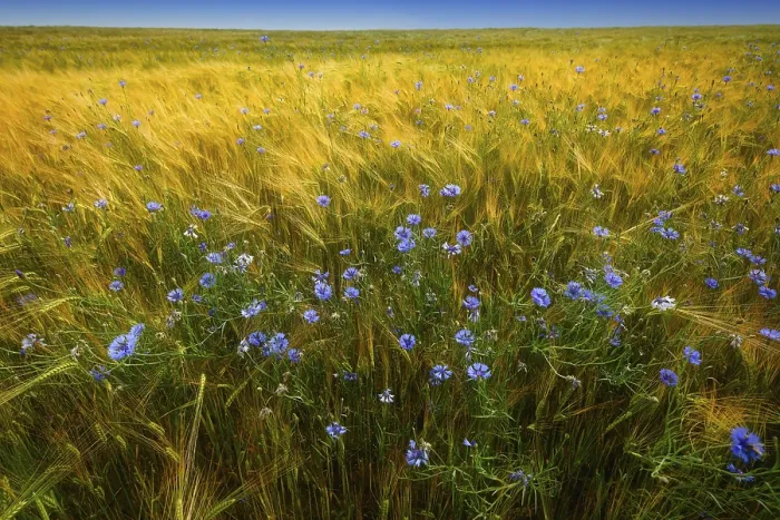 Gerahmter Druck : Blumen von Kornblumen (Centaurea cyanus) in einem Weizenfeld. Gerahmter Druck : Blumen von Kornblumen (Centaurea cyanus) in einem Weizenfeld.