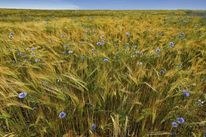 Gerahmter Druck : Kornblumen (Centaurea cyanus) in Weizenfeld. Gerahmter Druck : Kornblumen (Centaurea cyanus) in Weizenfeld.