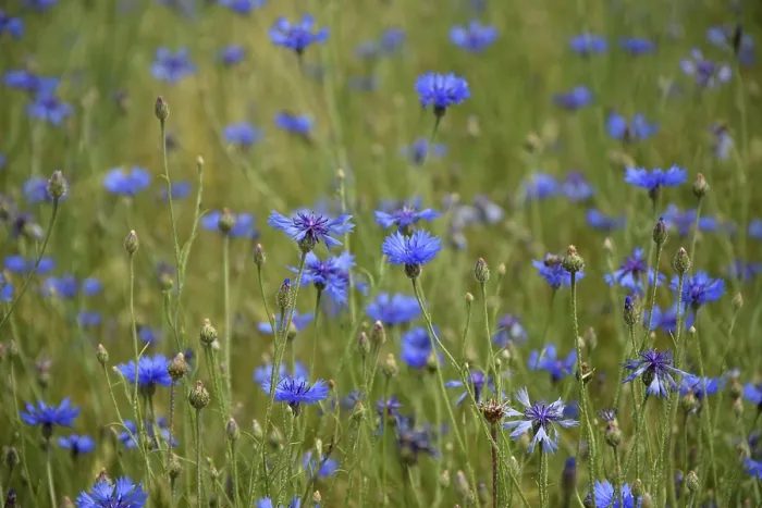 Gerahmter Druck : Blumen aus Mais in einem Feld. Gerahmter Druck : Blumen aus Mais in einem Feld.