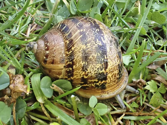 Gerahmter Druck : Cornu aspersum (Cornu aspersum) Gerahmter Druck : Cornu aspersum (Cornu aspersum)