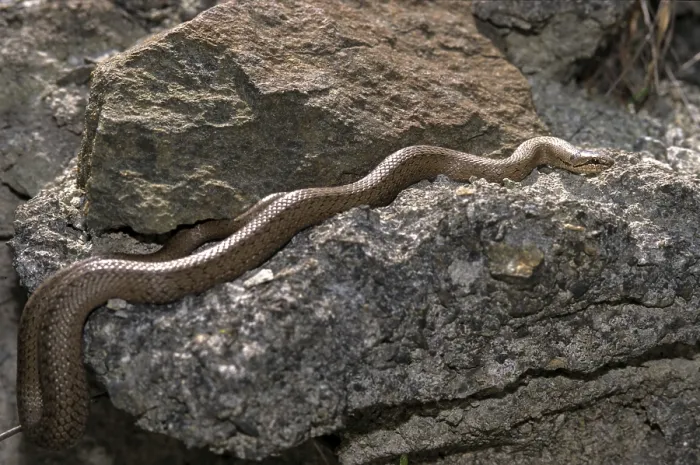 Gerahmter Druck : Coronella austriaca, Glattotritt (oder auch Östliche Glattotritt) Gerahmter Druck : Coronella austriaca, Glattotritt (oder auch Östliche Glattotritt)