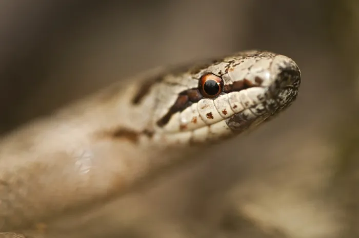Gerahmter Druck : Korallenottern-Austriaca, glatter Grubenotter Gerahmter Druck : Korallenottern-Austriaca, glatter Grubenotter