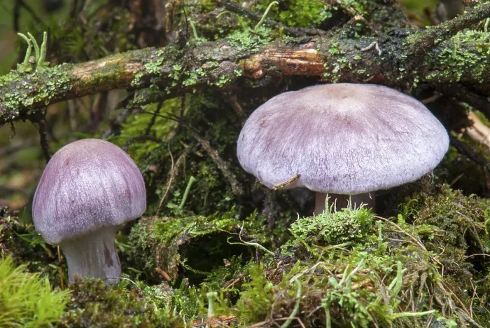 Gerahmter Druck : Cortinarius traganus, gasseriger Webpilz. Gerahmter Druck : Cortinarius traganus, gasseriger Webpilz.