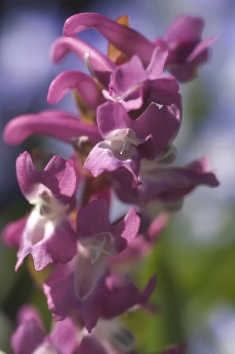 Gerahmter Druck : Corydalis cava Blüte Gerahmter Druck : Corydalis cava Blüte