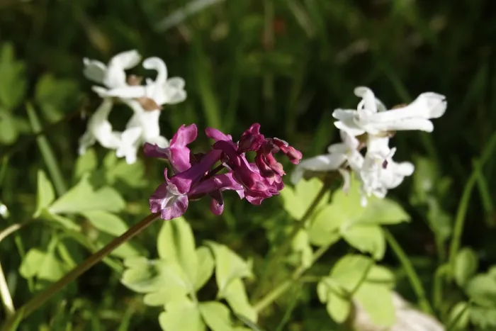 Gerahmter Druck : Corydalis in Deutschland im März Gerahmter Druck : Corydalis in Deutschland im März