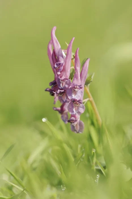 Gerahmter Druck : Corydalis solida (Corydalis solida) Gerahmter Druck : Corydalis solida (Corydalis solida)