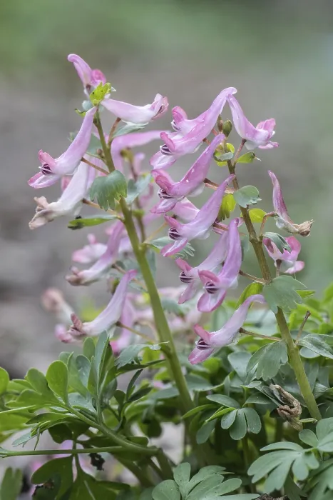 Gerahmter Druck : Corydalis solida (Corydalis solida) Gerahmter Druck : Corydalis solida (Corydalis solida)