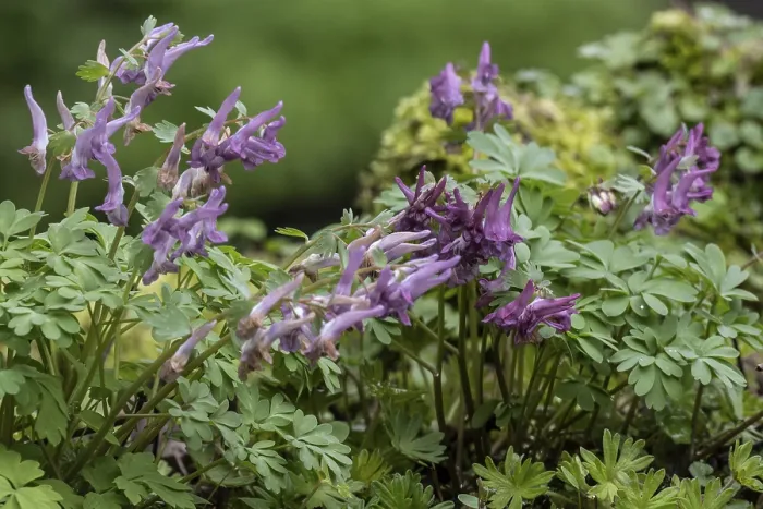 Gerahmter Druck : Corydalis solida (Corydalis solida) Gerahmter Druck : Corydalis solida (Corydalis solida)