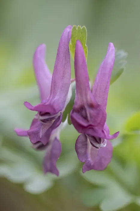 Gerahmter Druck : Corydalis solida (Corydalis solida) Gerahmter Druck : Corydalis solida (Corydalis solida)