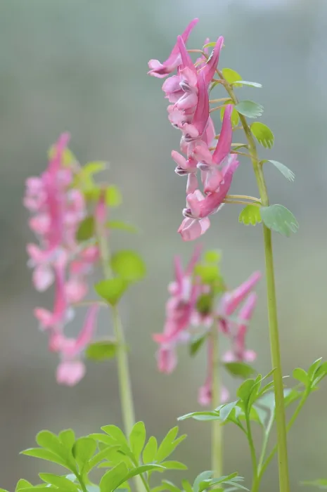 Gerahmter Druck : Corydalis solida (Corydalis solida) Gerahmter Druck : Corydalis solida (Corydalis solida)