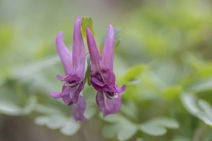 Gerahmter Druck : Corydalis solida (Corydalis solida) Gerahmter Druck : Corydalis solida (Corydalis solida)