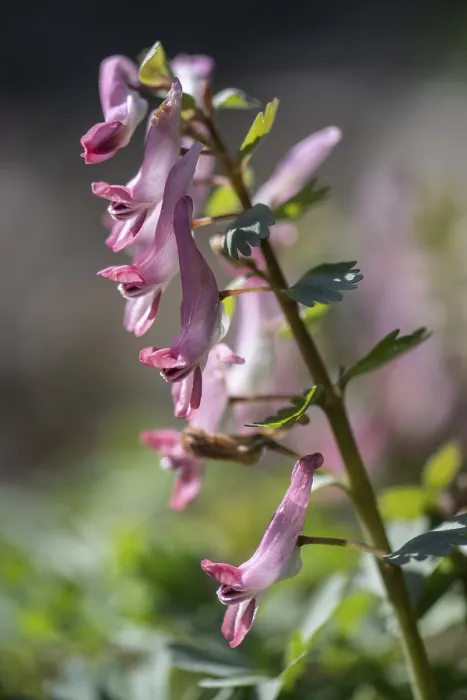 Gerahmter Druck : Corydalis solida (Corydalis solida) Gerahmter Druck : Corydalis solida (Corydalis solida)