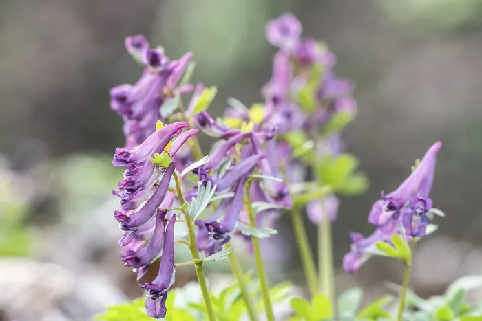 Gerahmter Druck : Corydalis solida (Corydalis solida) Gerahmter Druck : Corydalis solida (Corydalis solida)