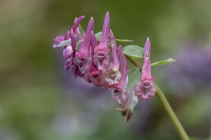 Gerahmter Druck : Corydalis solida (Corydalis solida) Gerahmter Druck : Corydalis solida (Corydalis solida)