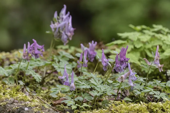Gerahmter Druck : Corydalis solida (Corydalis solida) Gerahmter Druck : Corydalis solida (Corydalis solida)