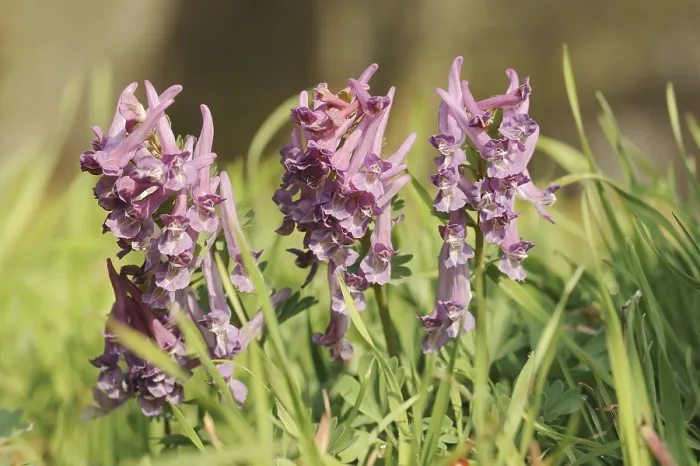 Gerahmter Druck : Corydalis solida (Corydalis solida)