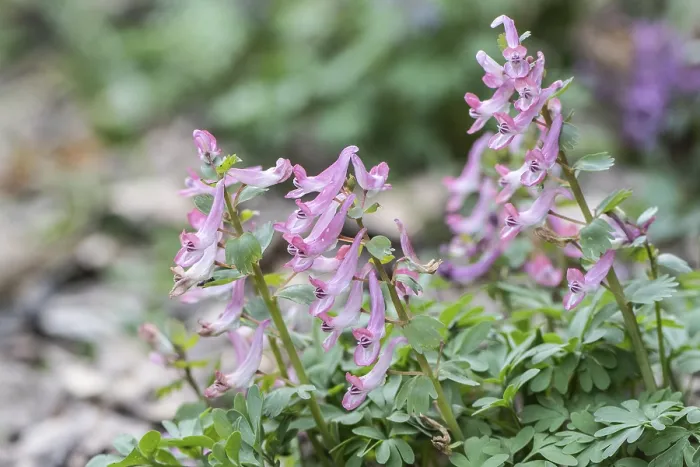 Gerahmter Druck : Corydalis solida (Corydalis solida) Gerahmter Druck : Corydalis solida (Corydalis solida)