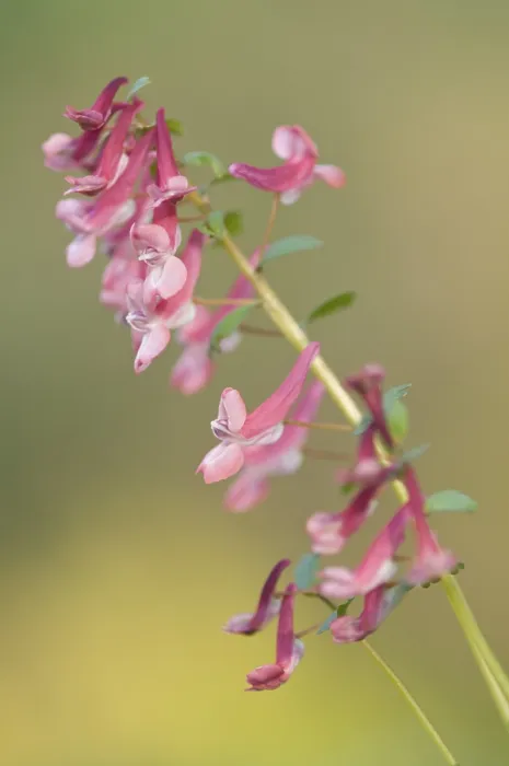Gerahmter Druck : Corydalis solida (Corydalis solida) Gerahmter Druck : Corydalis solida (Corydalis solida)