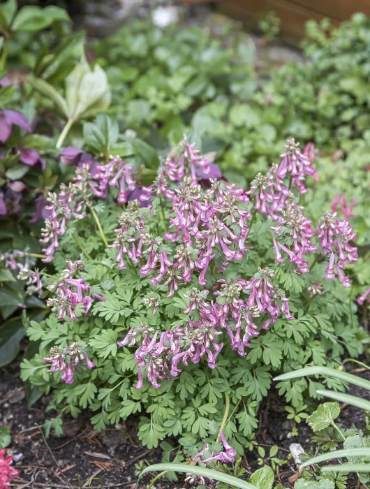 Gerahmter Druck : Corydalis solida (Corydalis solida) Gerahmter Druck : Corydalis solida (Corydalis solida)