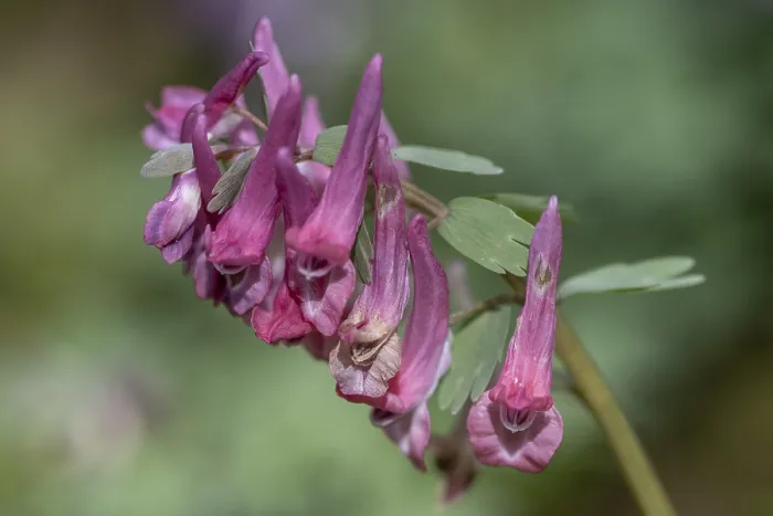 Gerahmter Druck : Corydalis solida (Corydalis solida) Gerahmter Druck : Corydalis solida (Corydalis solida)