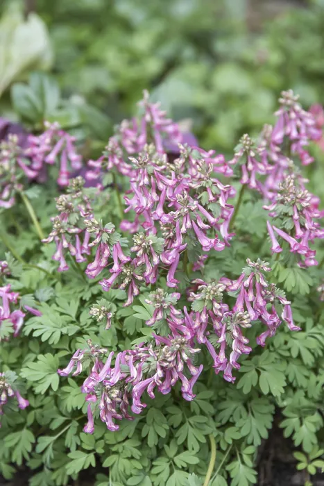 Gerahmter Druck : Corydalis solida (Corydalis solida) Gerahmter Druck : Corydalis solida (Corydalis solida)