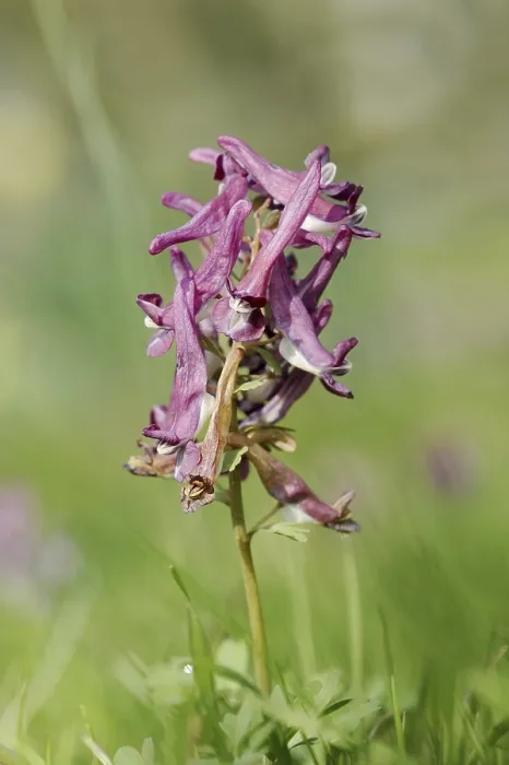 Gerahmter Druck : Corydalis solida (Corydalis solida) Gerahmter Druck : Corydalis solida (Corydalis solida)