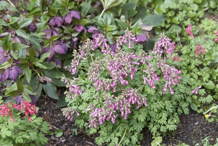 Gerahmter Druck : Corydalis solida Gerahmter Druck : Corydalis solida