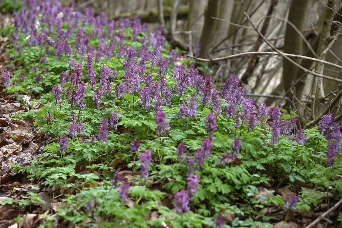 Gerahmter Druck : Corydalis solida (Corydalis solida) Gerahmter Druck : Corydalis solida (Corydalis solida)