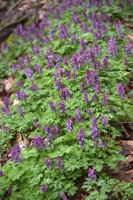Gerahmter Druck : Corydalis solida (Corydalis solida) Gerahmter Druck : Corydalis solida (Corydalis solida)