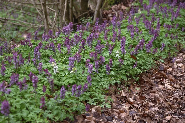 Gerahmter Druck : Corydalis solida (Corydalis solida)