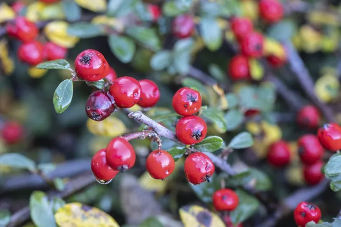 Gerahmter Druck : Cotoneaster (Cotoneaster horizontalis) Gerahmter Druck : Cotoneaster (Cotoneaster horizontalis)