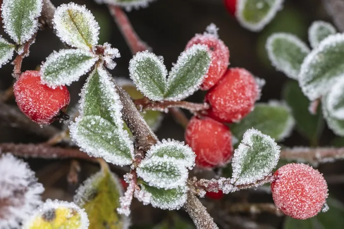 Gerahmter Druck : Cotoneaster (Cotonester dammeri) Gerahmter Druck : Cotoneaster (Cotonester dammeri)