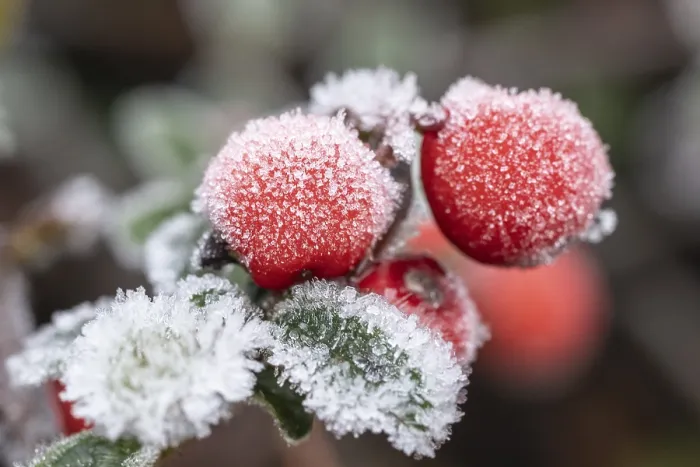 Gerahmter Druck : Cotoneaster (Cotonaster dammeri) Gerahmter Druck : Cotoneaster (Cotonaster dammeri)