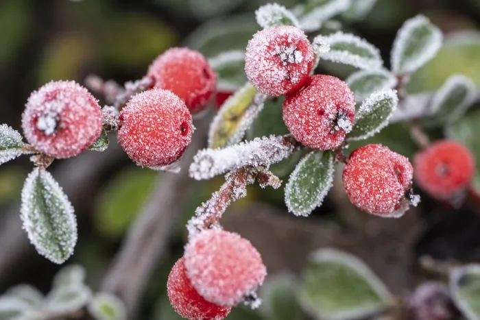 Gerahmter Druck : Cotoneaster (Cotoneaster dammeri) Gerahmter Druck : Cotoneaster (Cotoneaster dammeri)