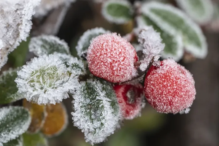 Gerahmter Druck : Cotoneaster (Cotoneaster dammeri) Gerahmter Druck : Cotoneaster (Cotoneaster dammeri)