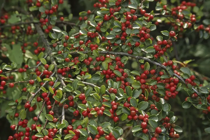 Gerahmter Druck : Cotoneaster horizontalis, Cotoneaster Gerahmter Druck : Cotoneaster horizontalis, Cotoneaster