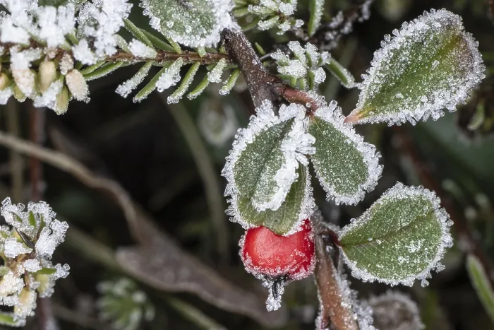 Gerahmter Druck : Cotoneaster horizontalis im Taubheitsfrost. Gerahmter Druck : Cotoneaster horizontalis im Taubheitsfrost.